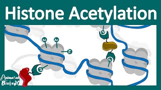 Histone acetylation  Chromatin modification  What does histone acetylation do [upl. by Daye]