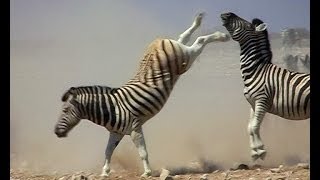 Zebra stallions fight for supremacy over a harem [upl. by Annairdna]