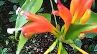 Aeschynanthus Speciosus or Lipstickbasket plant [upl. by Alekehs]