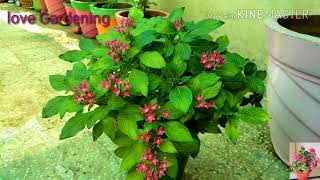 How to grow and care pentas plant 🍃 [upl. by Akeimat745]