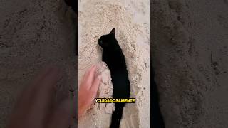 estaba jugando en la playa hasta que apareció este gato appeared ❤️ [upl. by Comyns814]