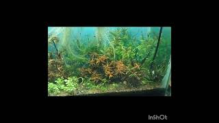 acuario plantado 30 galones [upl. by Albric]