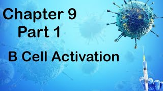 Chapter 9  Part 1 B Cell Activation [upl. by Jamilla]