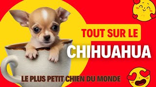 TOUT SUR LE CHIHUAHUA LE CHIEN LE PLUS PETIT DU MONDE [upl. by Alyworth727]