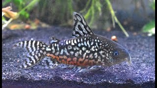 Corydoras geryi  Super Exciting News [upl. by Anuaik]