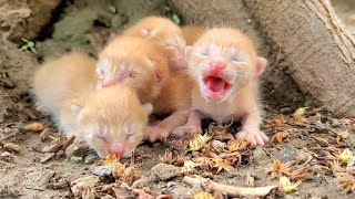 Newlyborn kittens living on the street looking for mother cat [upl. by Atilegna]