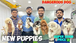 Super Good Puppies 🐶 Cheapest Price Pet Shop  Pure Breed Dogs  Hyderabad [upl. by Hung284]