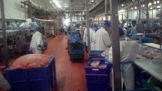 Potential food safety breaches at UK supermarket chicken supplier [upl. by Eniluqcaj]