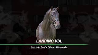 Landino VDL Stakkato Gold x Cilton met Alex Gill in IJselmuiden 2022 [upl. by Eilahs]