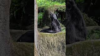 亞洲黑熊Asiatic Black BearTaipei Zoo [upl. by Ianahs]