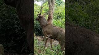 Sambar Deer deer [upl. by Nosned]