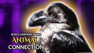 Animal Connection  Busch Gardens Tampa [upl. by Annaerb]