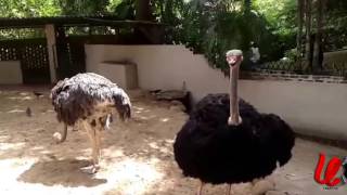 pasbara ostrich bird [upl. by Mayes]