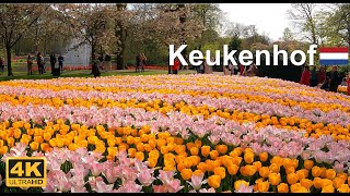 Keukenhof Garden Netherlands  4K Drone footage and walking tour keukenhof tulips holland [upl. by Waylin746]