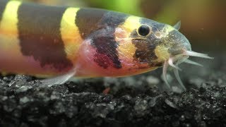 How To Care For Your Kuhli Loaches [upl. by Aniwde]