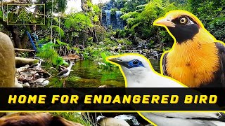 Building The Aviary for Endangered and Exotic Birds  1st Eps [upl. by Dovev]