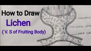 Lichen  V S of Fruiting Body  How to draw fruiting body of Lichen [upl. by Anitnelav]