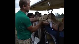 LIONESS hugs visitors on safari trip at the zoo 🦁 Taigan🚙 [upl. by Kerat651]