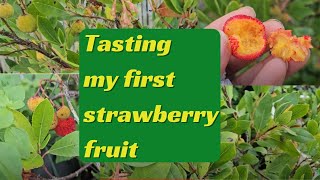 Tasting my first Strawberry Fruit Arbutus Unedo [upl. by Analrahc]