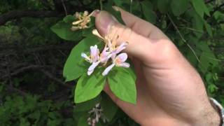 Bush Honeysuckles identification of the Wisconsin Invasive Species Lonicera spp [upl. by Puff75]