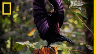 Amazing Avian Evolution  Birds of Paradise [upl. by Nirrat]