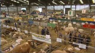 Animal Health Cattle Health Planning Part 1 [upl. by Ybbed169]