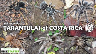 New documentary  TARANTULAS of COSTA RICA [upl. by Acinorej]