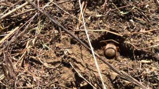 Solifugid Camel Spider digging a hole [upl. by Noe]