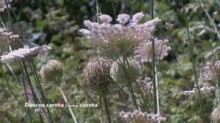 Daucus carota [upl. by Tamberg]