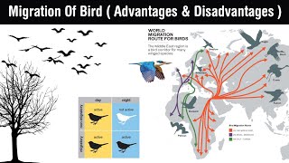 Migration of Bird and types  Advantages and Disadvantages  Bird migration in Hindi [upl. by Ahsatak]