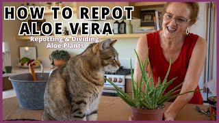 HOW TO REPOT ALOE VERA  Dividing An Aloe Vera Plant  JoyUsGarden [upl. by Carpenter494]