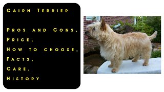 Cairn Terrier Pros and Cons Price How to choose Facts Care History [upl. by Rehportsirhc988]