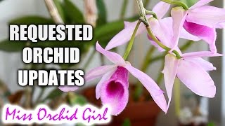 Requested Orchid Updates  Dendrobium anosmum Lycaste Cymbidiums and more [upl. by Pax20]