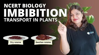 What is imbibition Class 11  Plant physiology Transport in plants [upl. by Hindorff]