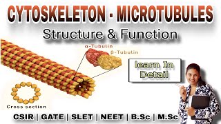 CYTOSKELETON  MICROTUBULES Structure and function In Detail  MSc Classes  Cell Biology [upl. by Dualc]