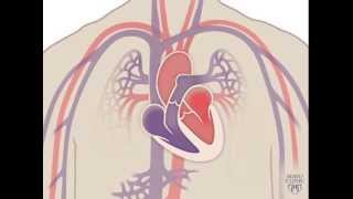 The Heart and Circulatory System  How They Work [upl. by Lyons]