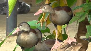 Pato Guirirí en el Casanare Dendrocygna autumnalis discolor [upl. by Olenta]