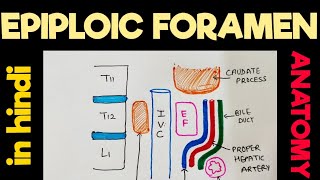 Epiploic Foramen  Omental Foramen  Foramen of winslow  Greater Sac  Lesser Sac  Abdomen [upl. by Bear257]