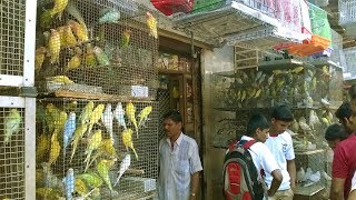 Starting a Business  How to Start your own Business Bird Shop and Bird Store [upl. by Harrell]