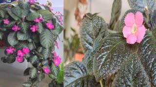 Episcia Cupreata plant Varieties Flame violet plants house plant Best hanging plants [upl. by Arihsay]