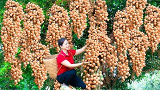 How To Harvest Langsat Fruit amp Goes To Market Sell  Harvesting And Cooking  Lý Song Ca [upl. by Nayhr]