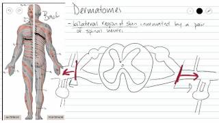 Dermatomes [upl. by Ainnos230]