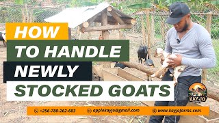 How To Handle Newly Stocked Goats Shipping Fever  ep23 goatfarming shippingFever [upl. by Jyoti]