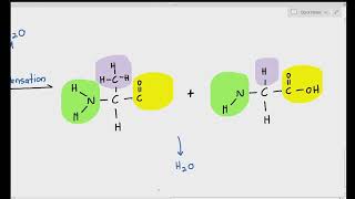 29 Formation of Dipeptides and Polypeptide Chain Cambridge AS amp A Level Biology 9700 [upl. by Kahler]