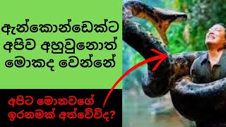 ඇනකොන්ඩට ඔයාව අහුවුනොත් ඉවරෙටම ඉවරයිද What if you were swallowed by an Anaconda MrChanul Randiya [upl. by Arlinda]