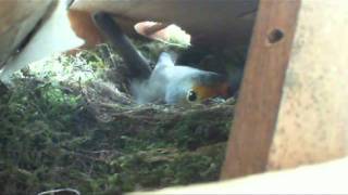 Rotkehlchen Nest  Ein Moment perfekte Welt [upl. by Ridinger]