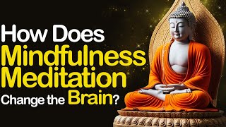 How Does Mindfulness Meditation Change Your Brain  Buddhist Wisdom [upl. by Schalles]