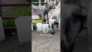 Horses Rescue A Tiny Kitten  The Dodo [upl. by Wager931]