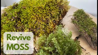 How to Revive Dried Moss Regrow Moss [upl. by Anas]