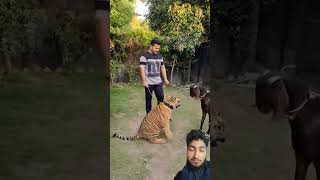 Tiger vs Goat 🐐Goat is no fear the tigeranimalsanimalark animaldayanimalfriends trendingshorts [upl. by Ime580]